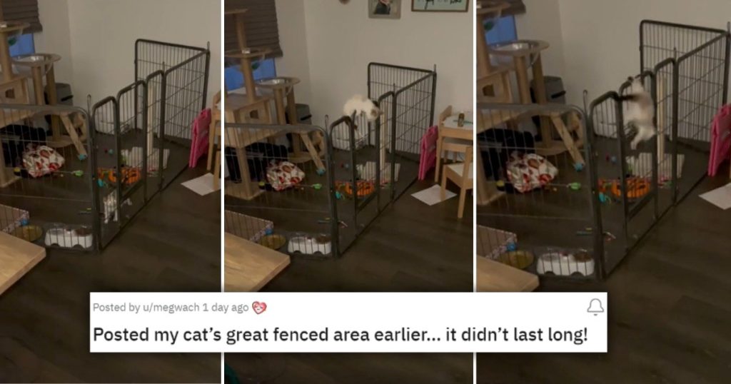 14 videos images reddit based cat trying to escape over gate CXz3rB