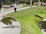 Terrifying moment alligator charges at fisherman on the edge of a pond in South Carolina