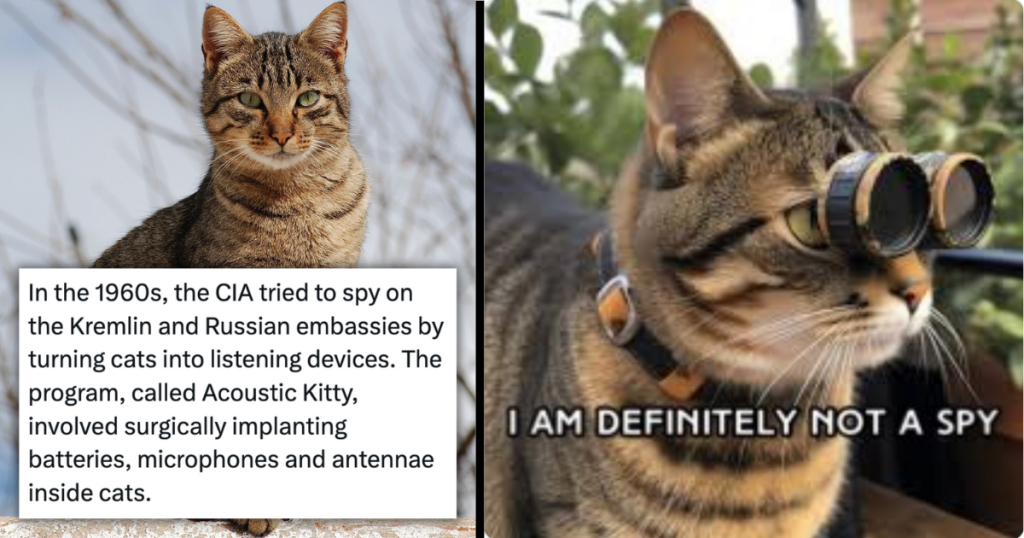 Operation ‘Acoustic Kitty’: Learn About The Hilarious CIA Fail Involving Training Cats To Be The Fluffiest Spies In The Cold War (Viral Twitter Thread)