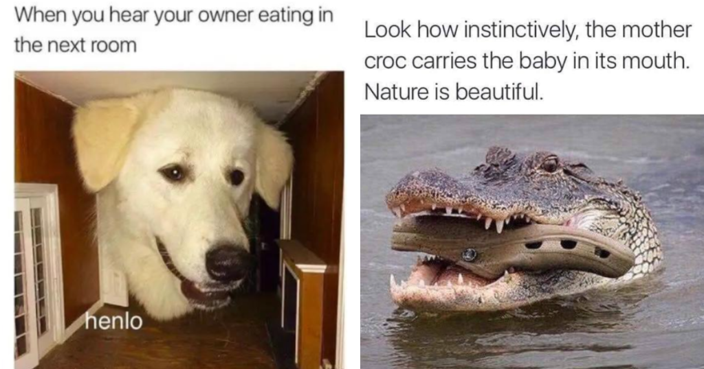 Magnificent Multitude Of Animal Memes: 16 Silly, Witty And Derpy Memes Featuring Cute And Cool Animals
