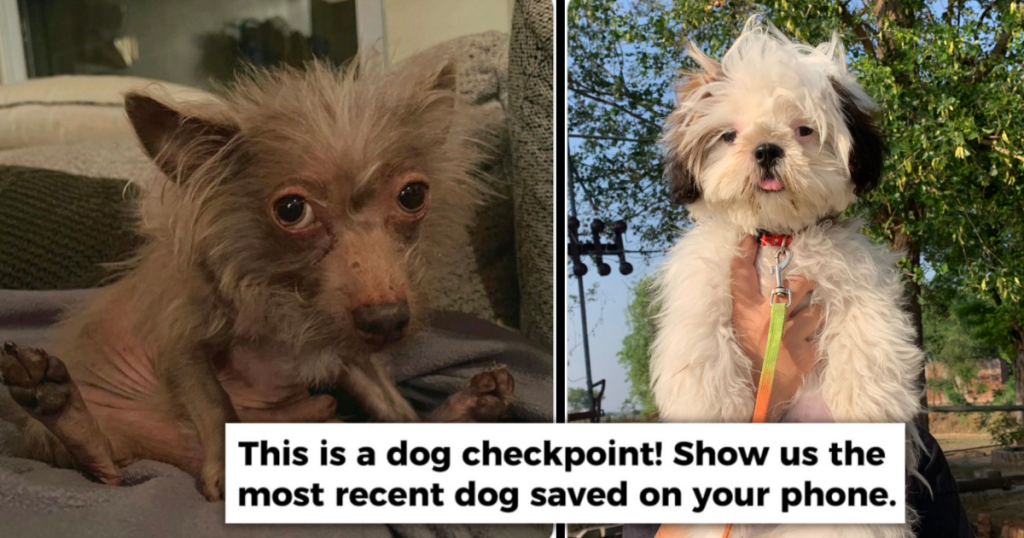 to contextdogs 15 and font this is a dog checkpoint show us the most recent dog saved on your phone yrKrff