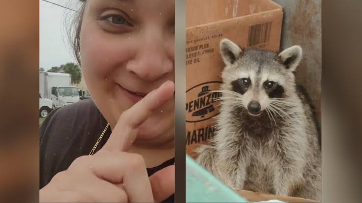 What happened in the racoon dumpster fire (video)