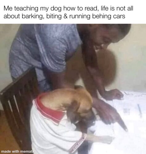 me teaching my dog how to read 474x500 3